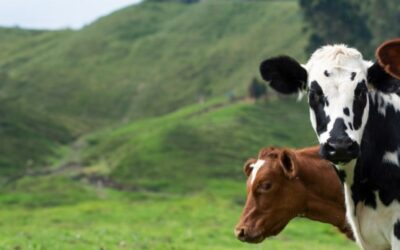 Sustainability ranking of top dairy companies